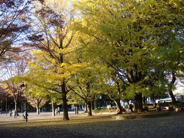 Ueno Park autum